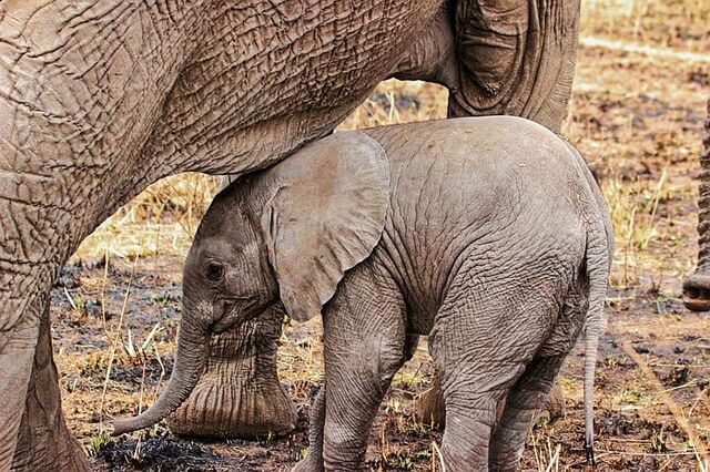 baby elephant 1