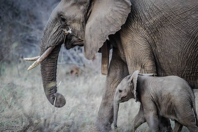 baby elephant2