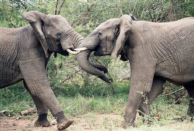elephant fight2