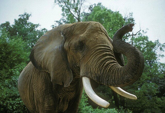 elephant tusk