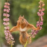 Geert Weggen - red squirrel