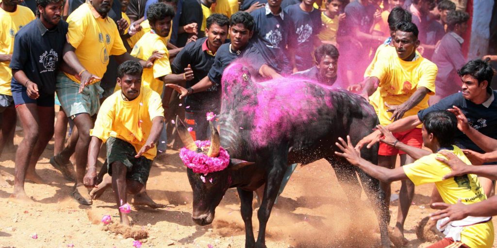Jallikattu-Tradition-festival-Tamil-Nadu-in-south-india-1024x512