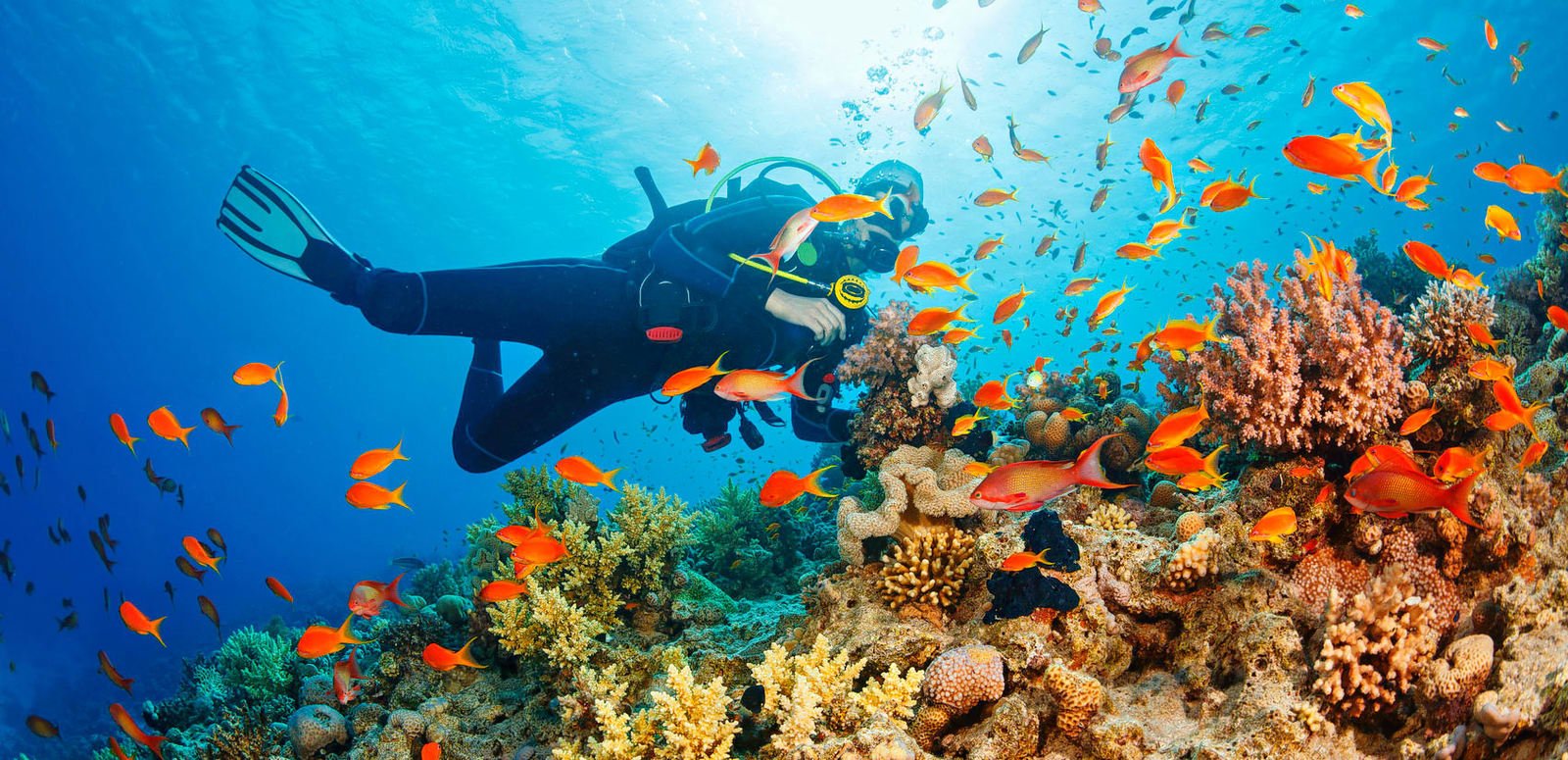 scuba diving near coral reef