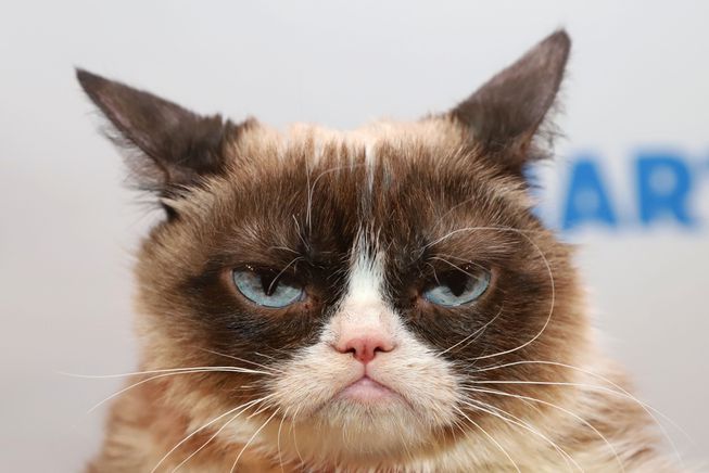 grumpy_cat.jpg.
