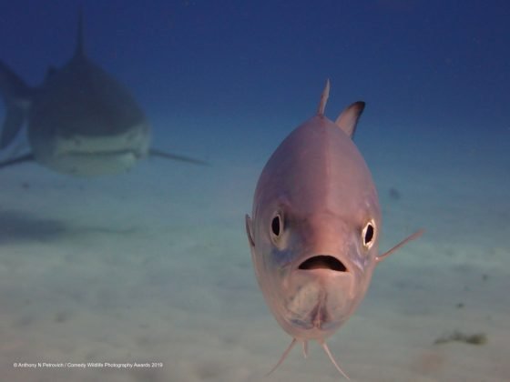 Comedy Wild Life Photography Awards Angry Fish