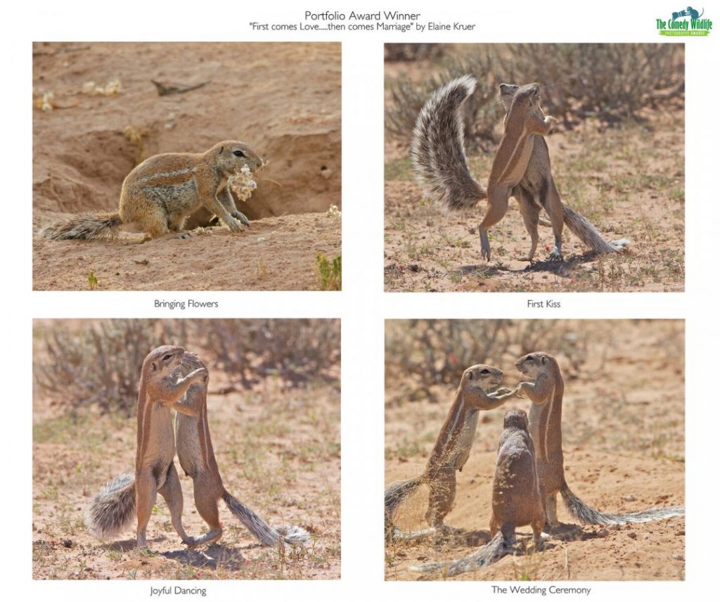 Comedy Wild Life Photography Awards Animals Marriage