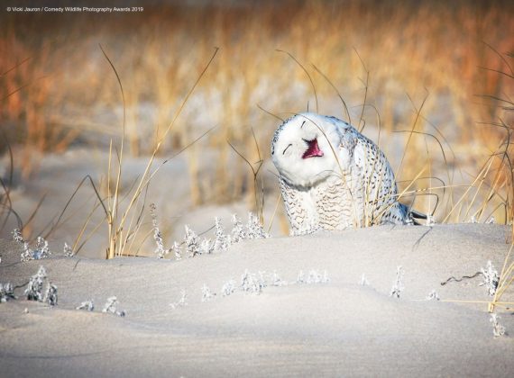 Comedy Wild Life Photography Awards Laughing Owl