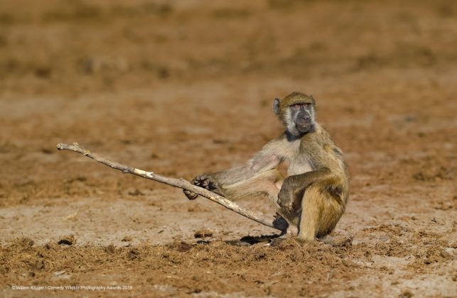 Comedy Wild Life Photography Awards Monkey With Stick