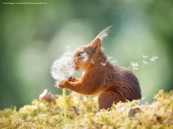 Comedy Wild Life Photography Awards Squirrel1
