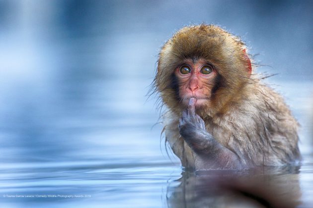 Comedy Wild Life Photography Awards Thinking Monkey