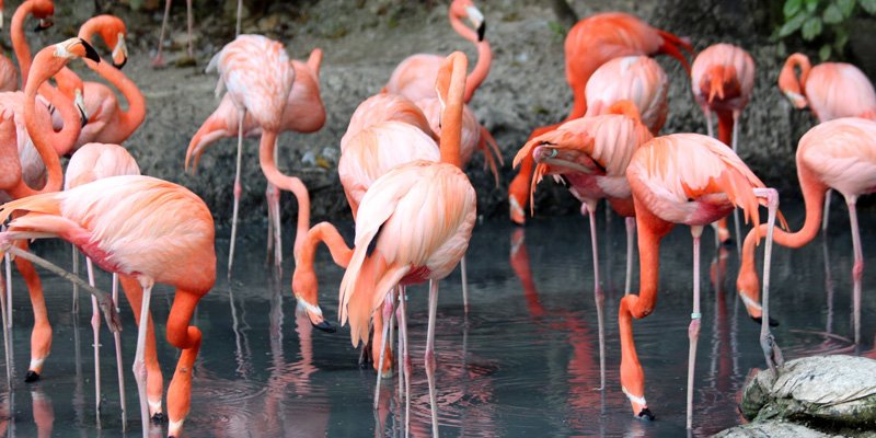 Flamingo - நாரை