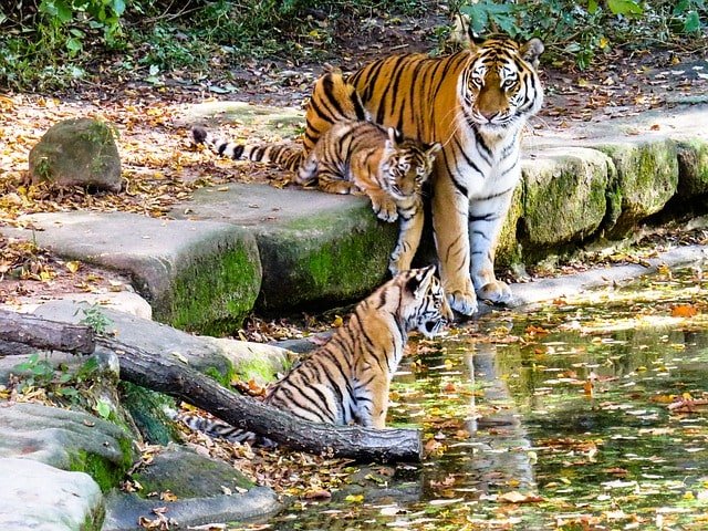 tiger cubs min