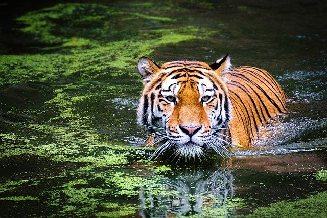 tiger swimming min